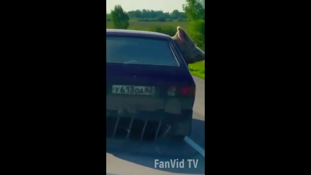 Свинья едет в машине