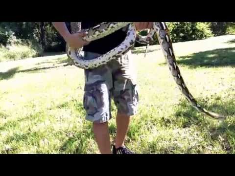 Tiger Reticulated Python