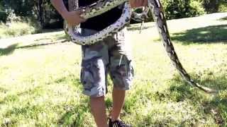 Tiger Reticulated Python Net Worth