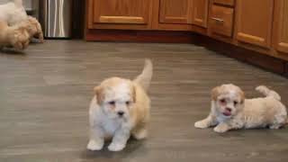 Maltipoo Puppies For Sale screenshot 5