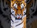 The Silent Killer.!!! Tigrul - The Tiger #animals #wildlife #nature #sarpewild #tiger #shorts