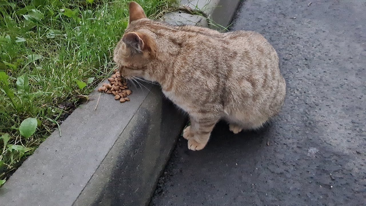 Стасёк и котики #33.