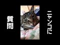ちゃんと答えてくれるお喋り猫。