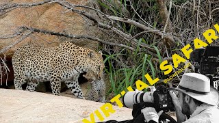 Leopard Carries Three Cubs to New Den- Virtual Safari # 196