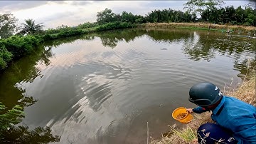 Chuyến Te Cá Bông Lau Bội Thu Hơn 700 Con Được Mang Về Thả Ao|| TCNTV #597