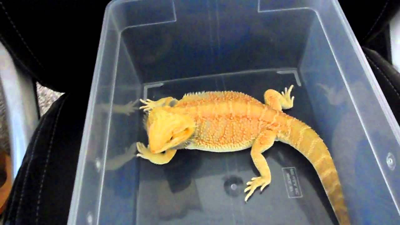 camera iphone 8 plus apk Bearded Dragon Highlight