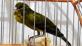 Green canary singing with lots of power