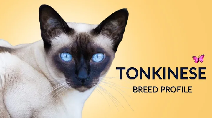 Video 7926201: tonkinese cat breed, grooming