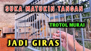 coba praktekkan!! cara membuat murai trotol jinak jadi giras tidak matuk tangan