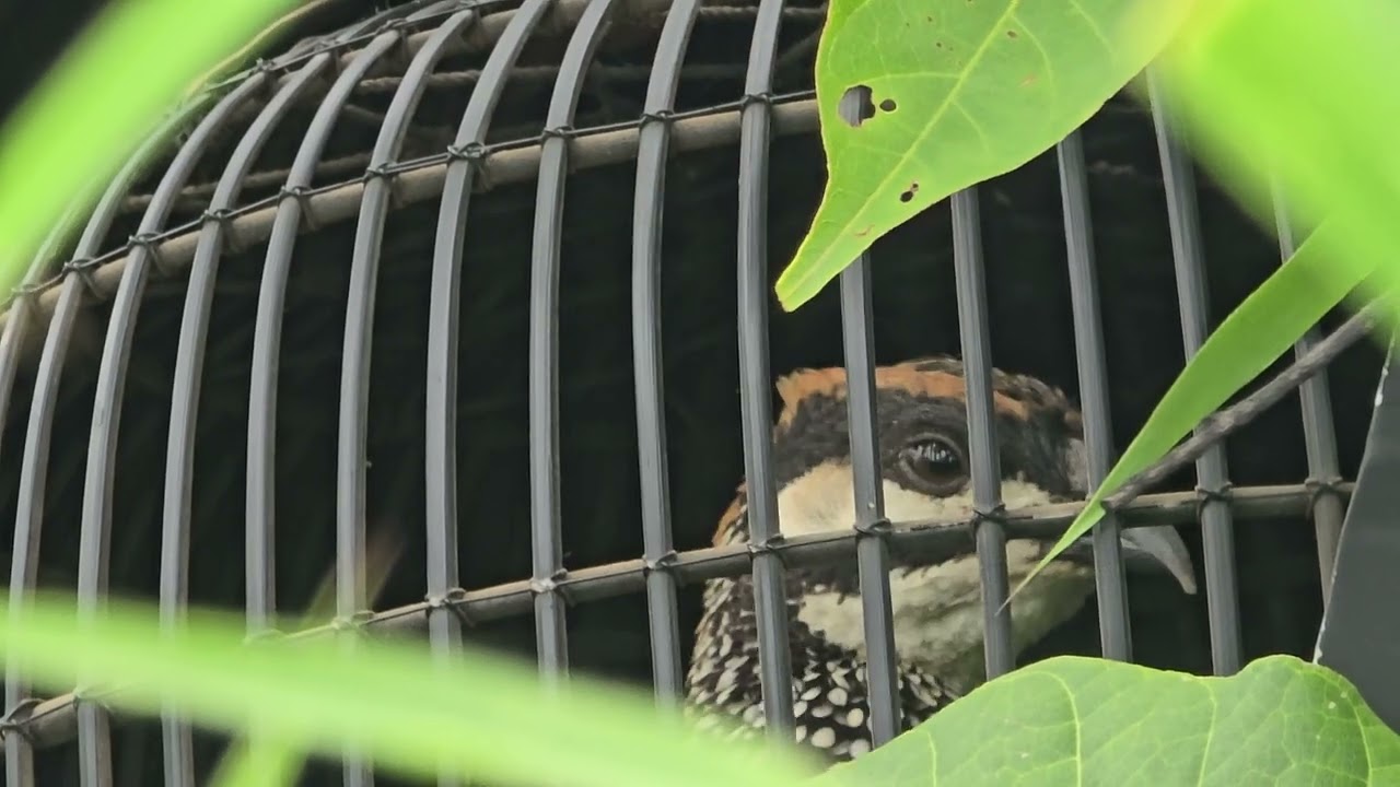 សម្លេងទទាធ្នាក់