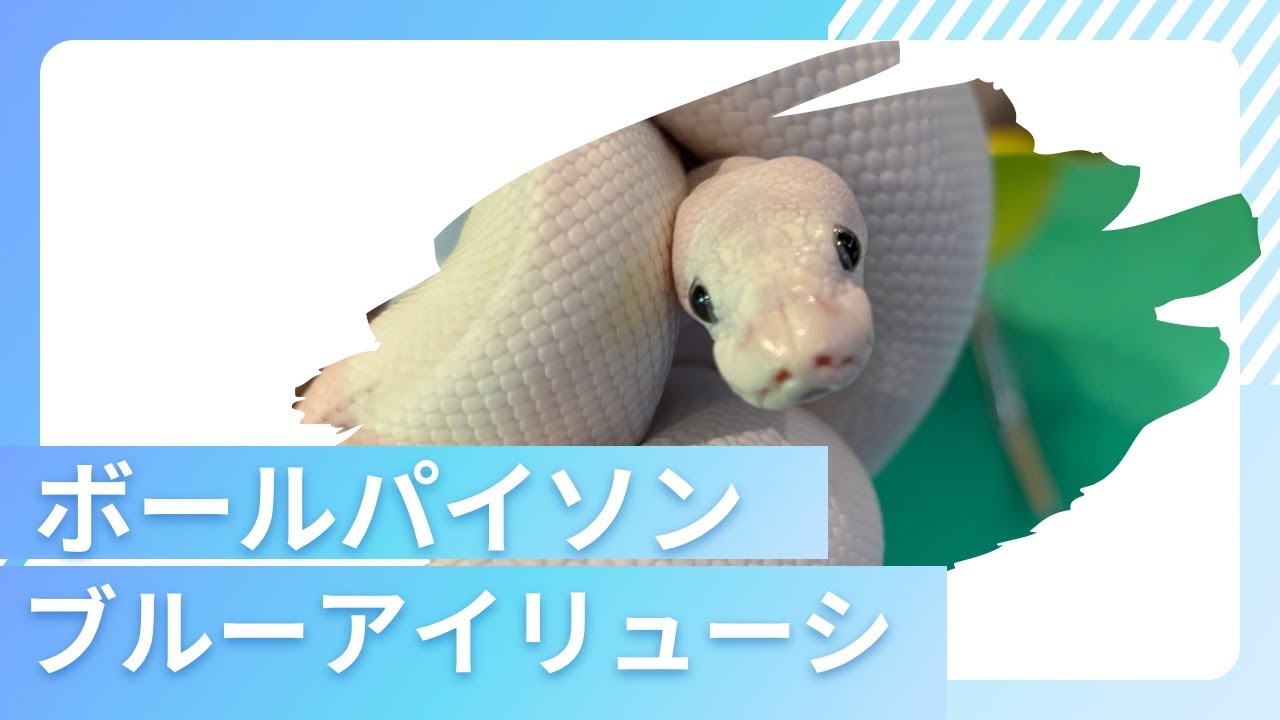 ボールパイソンブルーアイリューシのクロちゃんのご紹介#ボールパイソン#ブルーアイリューシ#ボール#ヘビ#蛇#爬虫類#爬虫類カフェ#爬虫類のいる生活