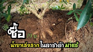 น้ำยาแช่ท่อนมันสำปะหลังหรือน้ำยาเร่งรากB1รากดกหัวมันดกมีวิตามิน​B1ช่วยทำให้แตกรากดี