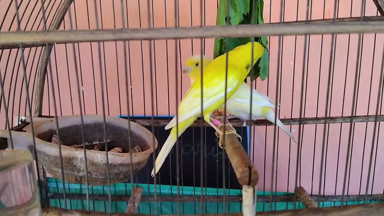 Reprodução de canários 2025.  @cfcriadorescanariobr     #canario