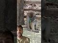 बंदर के ऊपर लाइट मारने के बाद देखो बंदर की हरकत🤯#monkey #viral #bandar #trending #ytshorts #shorts