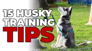 15 Best Siberian Husky Puppy Training Tips You Need To Know