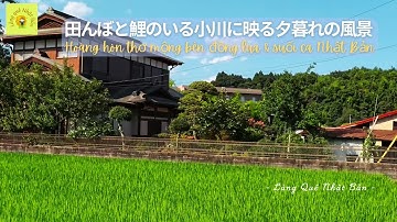 [4K JAPAN] Hoàng hôn thơ mộng bên đồng lúa & suối cá Nhật Bản 🌾🐟|  Peaceful Sunset over Rice Fields