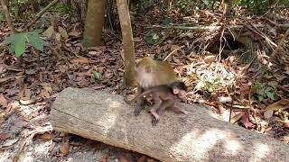 Baby Monkeys @ Singapore natural trail