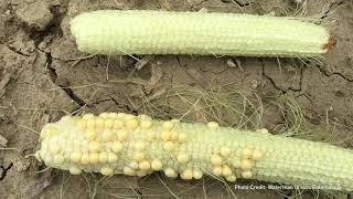 What does corn rootworm damage look like?