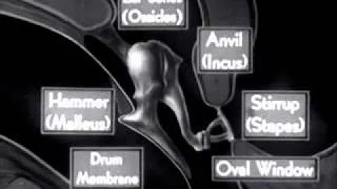 The Ear How it Works Its Anatomy, Structure vesves...