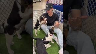 @abrameng  is taking you inside a PetSmart Charities National Adoption Week event 🐶🐱
