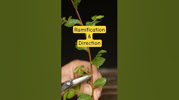 Pruning Bonsai - Ramification and Direction