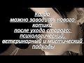 Когда можно заводить нового  котика после ухода старого   How to live after the death of a cat