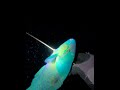 Molmol Spearfishing рџђџрџђџрџЋЇ Molmol Spearfishing рџђџрџђџрџЋЇ