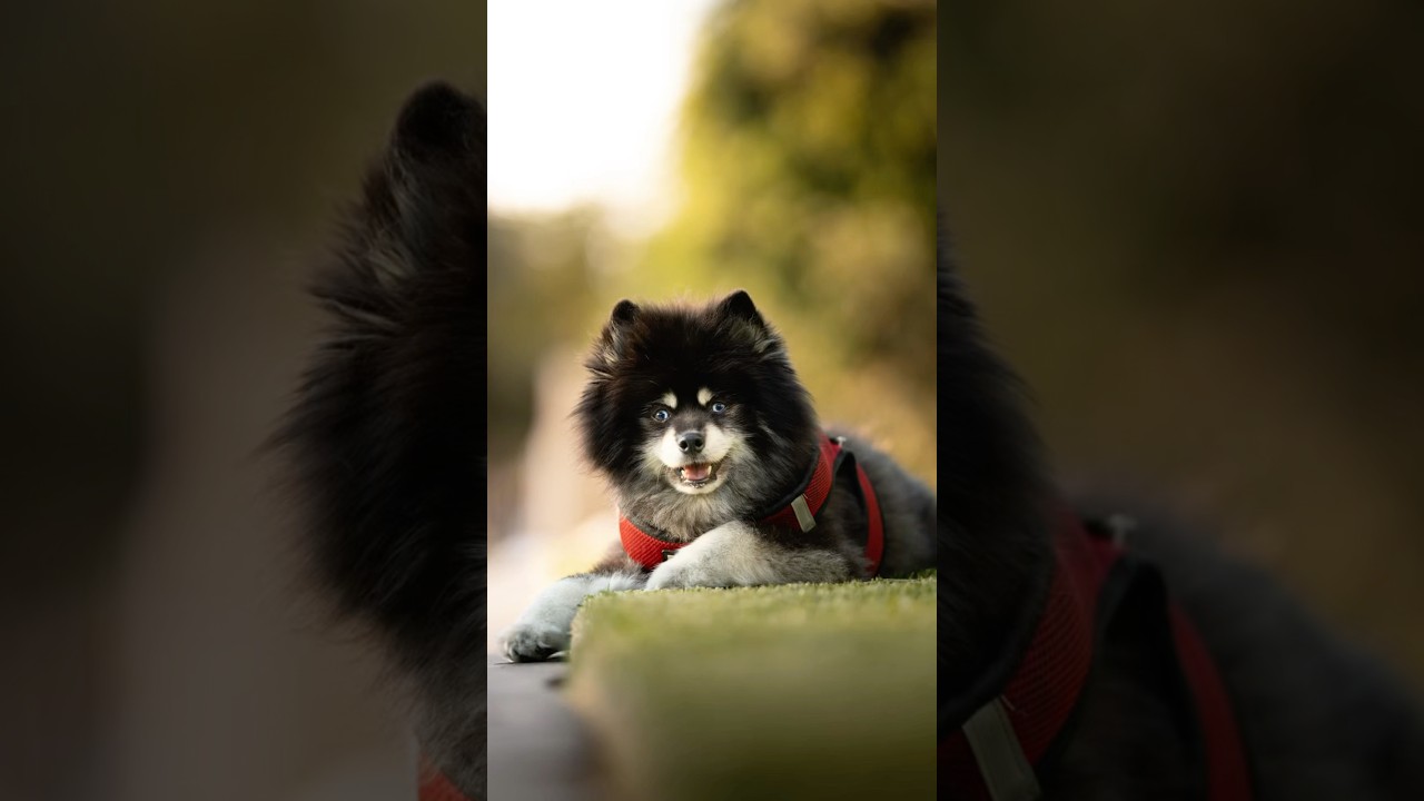 I found this dog and took photos of him 