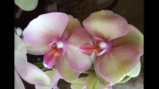 🌸Продажа орхидей по Украине. Отправка в любую точку. (завоз 12 июля 19 г.) ЗАМЕЧТАТЕЛЬНЫЕ КРАСОТКИ 🌸Продажа орхидей по Украине. Отправка в любую точку. (завоз 12 июля 19 г.) ЗАМЕЧТАТЕЛЬНЫЕ КРАСОТКИ