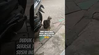 Download Lagu Induk kucing ini duduk manis tampak santai 🤣 MP3