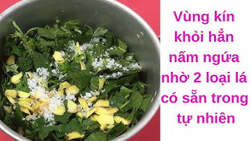 Vùng kín khỏi hẳn nấm ngứa, viêm phụ khoa nhờ 2 loại lá có sẵn trong tự nhiên