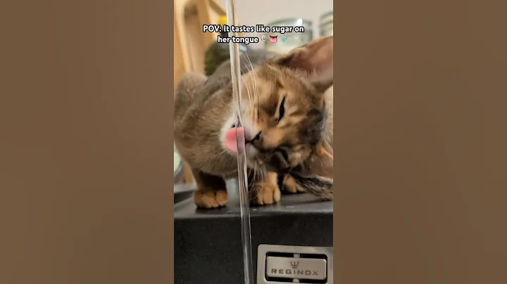 Video 11148411: abyssinian kitten cat