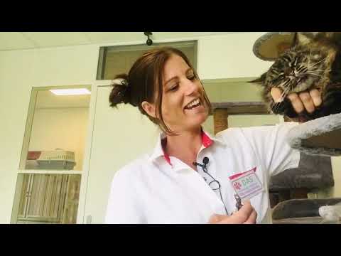 Video: Hoe Vaak Moet Je De Nagels Van Een Kat Knippen?