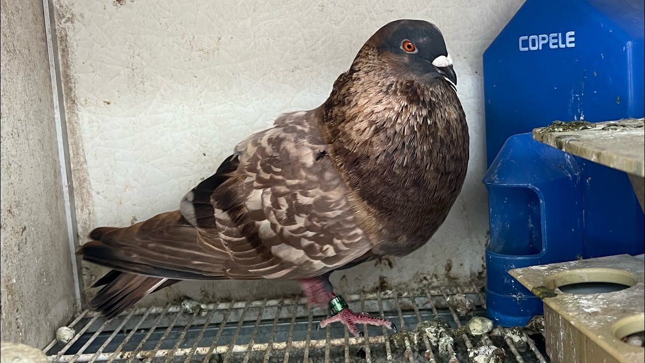 Captura de la azulita palomo azul sucio anillado por el niño