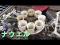 だだちゃ豆の畑に苗を植える【じござえもんチャンネル】