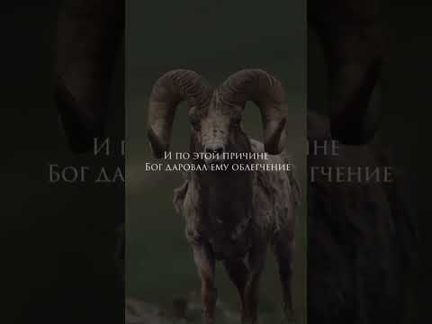 С праздником Курбан-байрам