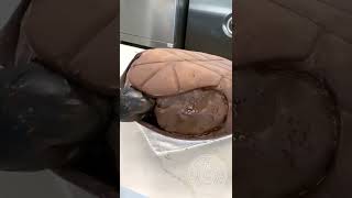 Chocolate Sea Turtle 🐢