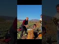 Así se cultiva la achicoria que Europa ama