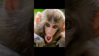 Monkey Madness: Crazy and Funny Moments!Adventures of a Mischievous Monkey #littlemonkey Profile
