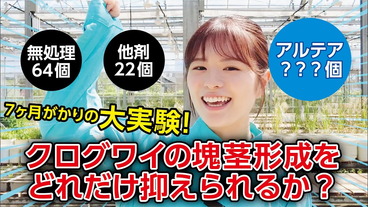 クログワイの塊茎は本当に減るのか！？　水稲用除草剤成分「アルテア」の実力は？  実験結果ついに発表