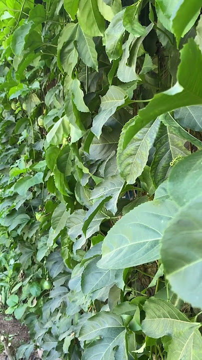 Free Background Story 002 - Dinding daun Hijau sejuk dimata #2023 #2023status #rpc #story #fyp #back