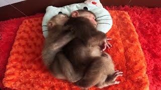 Baby monkey sleeps very well with mom