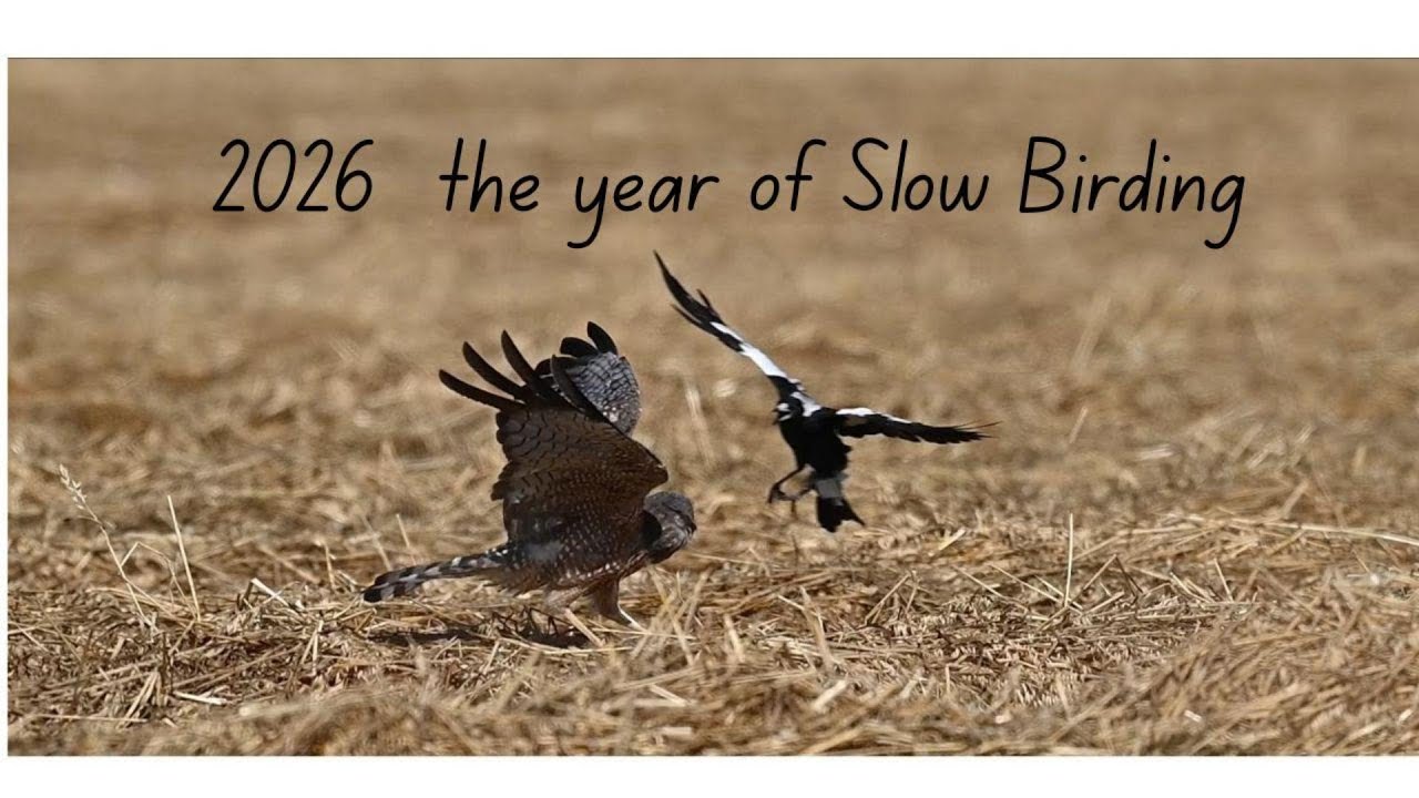 2026 - The Year of Slow Birding