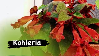 Kohleria Eriantha, Japon Küpesi Bakımına Dair Merak Ettiğiniz Ne Varsa Bu Video Da Mevcut