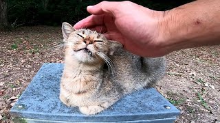 公園を歩いていたら野良猫が座っていたのでナデナデしたら喜んで膝の上に乗ってきた