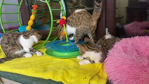 Watch the video about Kittens grow up and slowly become beautiful cats.