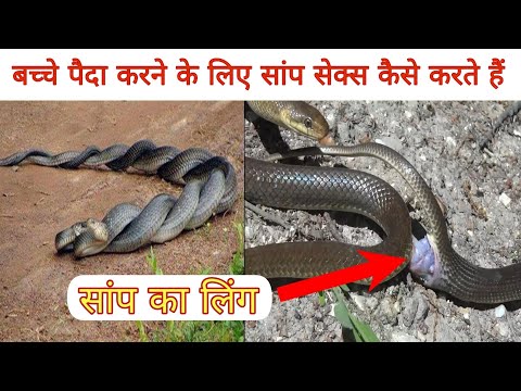 सांप शारीरिक संबंध कैसे बनाते हैं और उनके प्राइवेट पार्ट कहां होते हैं ? How snakes do sex in Hindi
