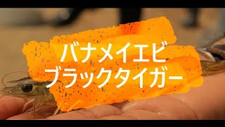バナメイエビｖｓブラックタイガー