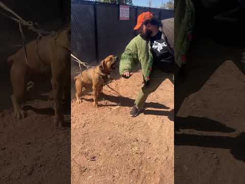 Sheba first time on suit