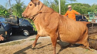Download Lagu KUMPULAN SAPI JUMBO TURUN DARI TRUK LUCU ADA YANG OLENG 🔥🔥🔥 MP3 Download Lagu KUMPULAN SAPI JUMBO TURUN DARI TRUK LUCU ADA YANG OLENG 🔥🔥🔥 MP3